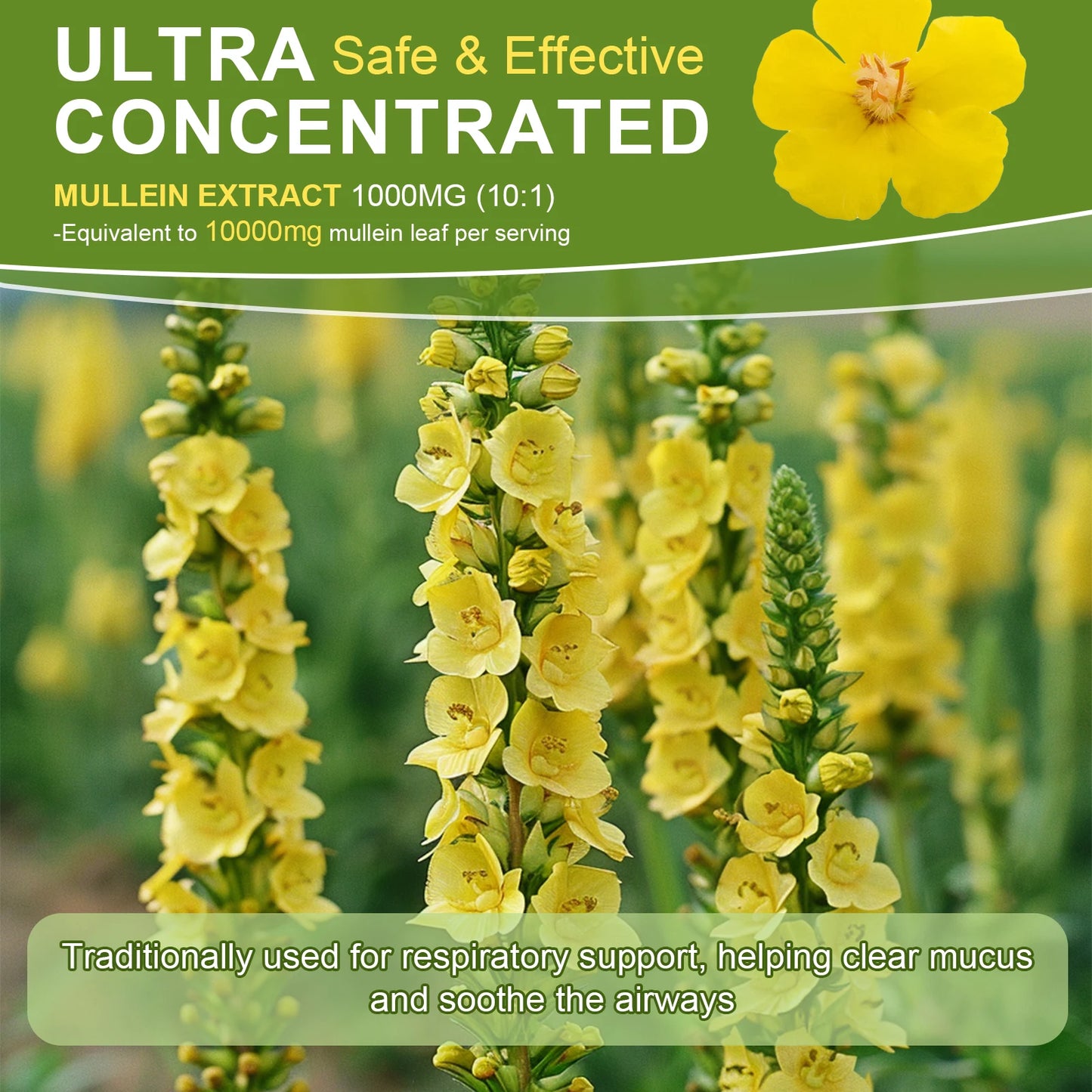 BBEEAAUU 1000mg Mullein Leaf Extract Drops for Lung Health Relaxed Breathing Support Immune and Digestive System Health